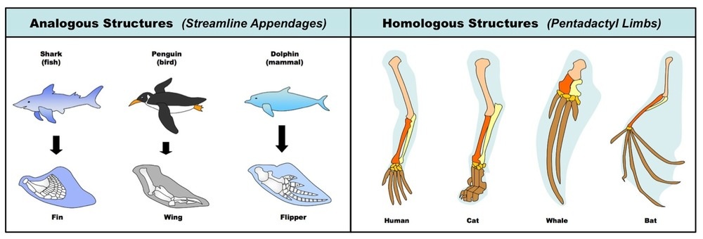 <p>comparable selective forces cause unrelated species to assume similar appearances </p><p>→ cause analogous  traits </p>