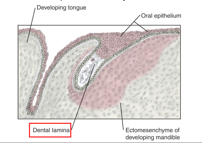 <p>Initiation Stage (6th–7th week) → physiological process:</p><ul><li><p>First stage of tooth development (odontogenesis).</p></li><li><p><strong>Stomodeum is lined by ectoderm</strong></p><ul><li><p><strong>Outer ectoderm</strong> gives rise to <strong>Oral epithelium</strong> </p></li></ul></li><li><p>Oral epithelium grows downward/deeper into the underlying <strong>ectomesenchyme</strong></p></li><li><p>Ectomesenchyme is <strong>INDUCED</strong> to <strong>produce the dental lamina</strong> </p></li></ul><p><strong>Key event: </strong>Inductive interaction between oral epithelium and ectomesenchyme begins tooth formation.</p><p><strong>Clinical relevance: </strong>Disturbances here may cause anodontia (missing teeth) or supernumerary teeth (extra teeth).</p><p></p>