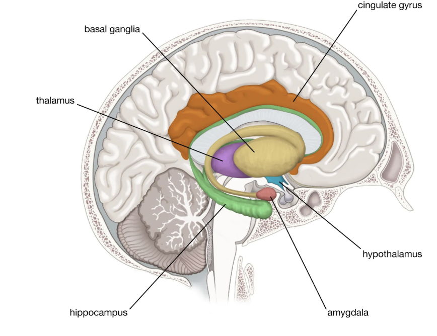 <p><span style="background-color: transparent; font-family: "Gill Sans", sans-serif;">Amygdala, Hypothalamus, Hippocampus.</span></p><p><span style="background-color: transparent; font-family: "Gill Sans", sans-serif;">The limbic system, located beneath the cerebral cortex, is a set of brain structures involved in emotions, memory, and motivation.</span></p>