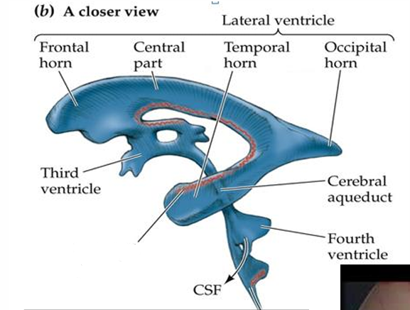 <p>CSF is produced in ependymal cells in _____ _____ which are located in 4th ventricle, and stretch from temporal horn to 3rd ventricle </p>