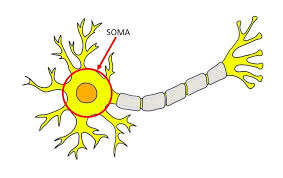 <p>What is the function of the SOMA</p>