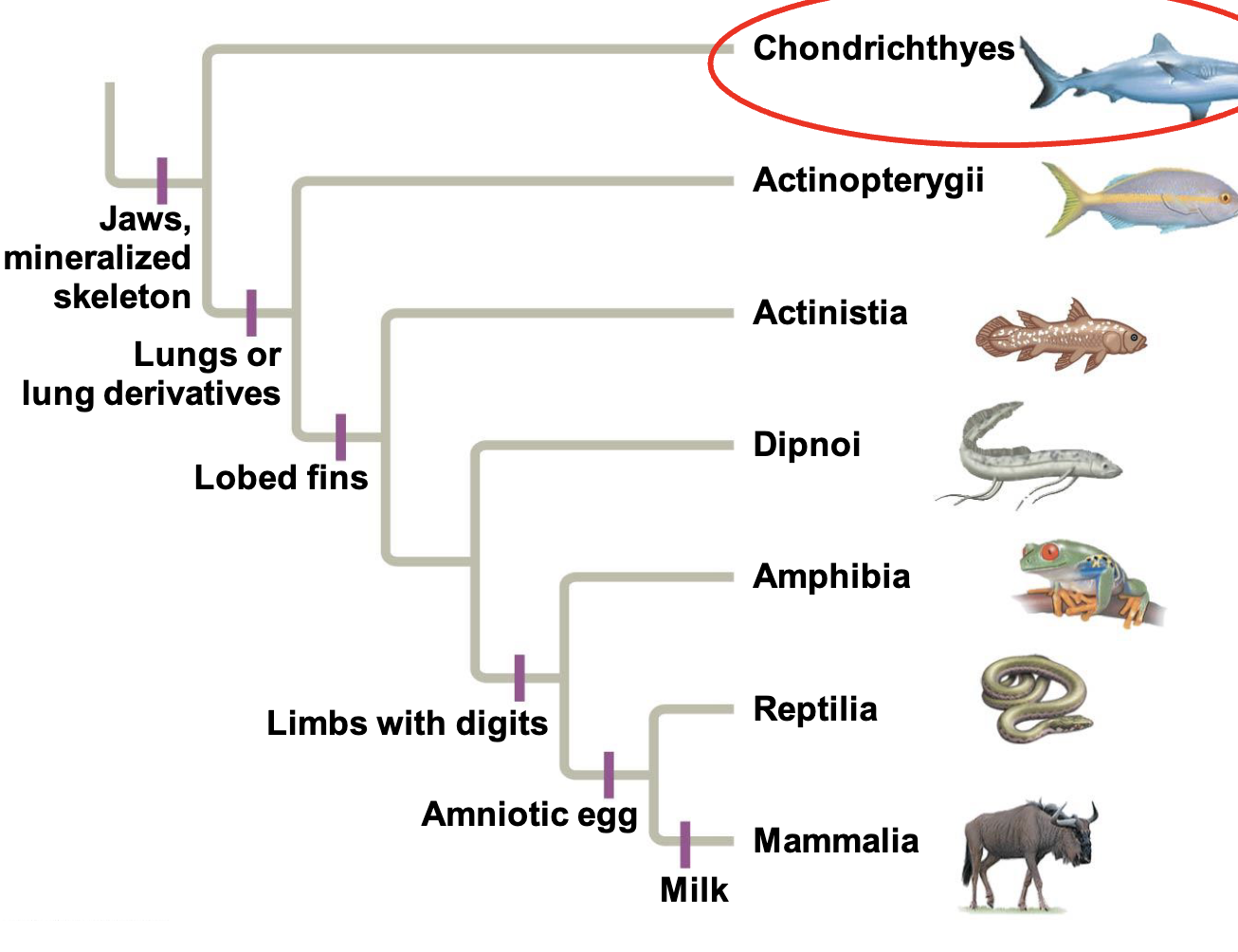 <p>flexible endoskeleton of cartilange rather than bone</p><p>derived condition</p>