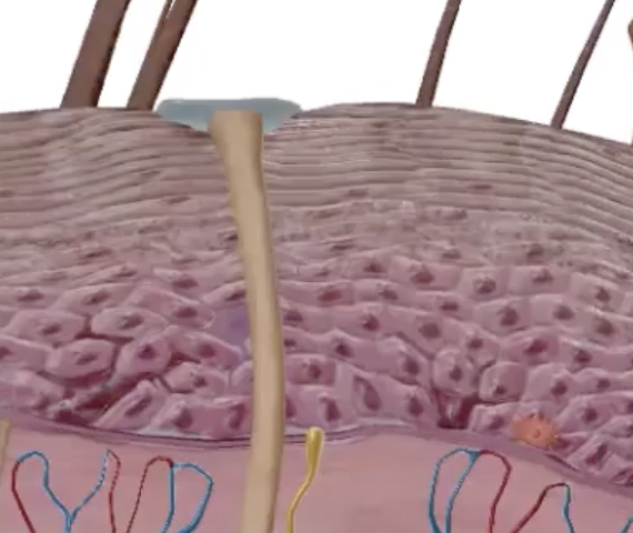 <p>The epithelial surface is avascular (does not have blood vessels); however it is innervated (has nerves throughout)</p><ul><li><p>The cells most deep receive the most nutrients from adjacent blood vessels. However as they duplicate and are pushed further up they cannot receive the same nutrients, and start to die off</p></li><li><p>Nerves and tactile receptors are embedded within the epithelial tissue</p><ul><li><p>Thus all epithelial cells have sensory perception</p></li></ul></li></ul><p></p>