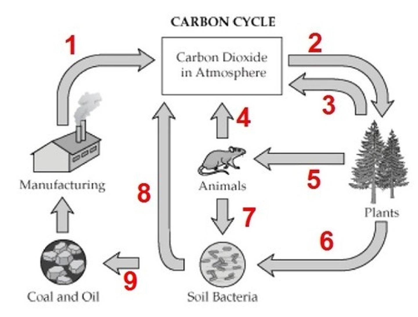 <p>Plants use the sun's energy to change water and carbon dioxide into sugars and Oxygen. (Process 2)</p>