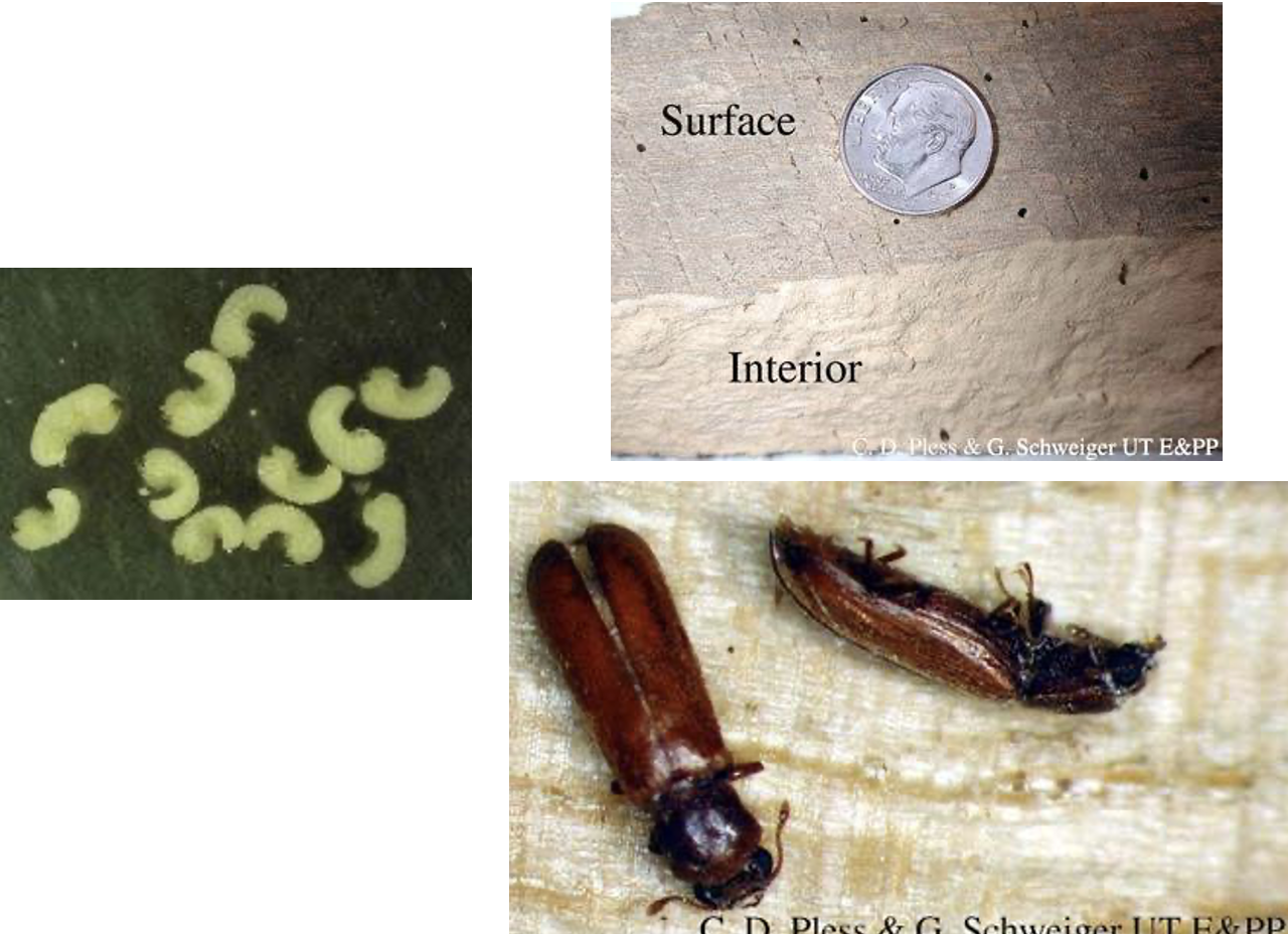 <p>Eggs are large (1mm), long and thin. Larvae are 5mm long, 2-4yr stage. Adults thorax ver head. DOES NOT cover head. Prefers sapwood ONLY, although may emerge through heartwood. Need high sugar content (eggs laid in wood rays). Often on large-pored hardwoods. Silk, flour-like frass. Attracted to light</p>