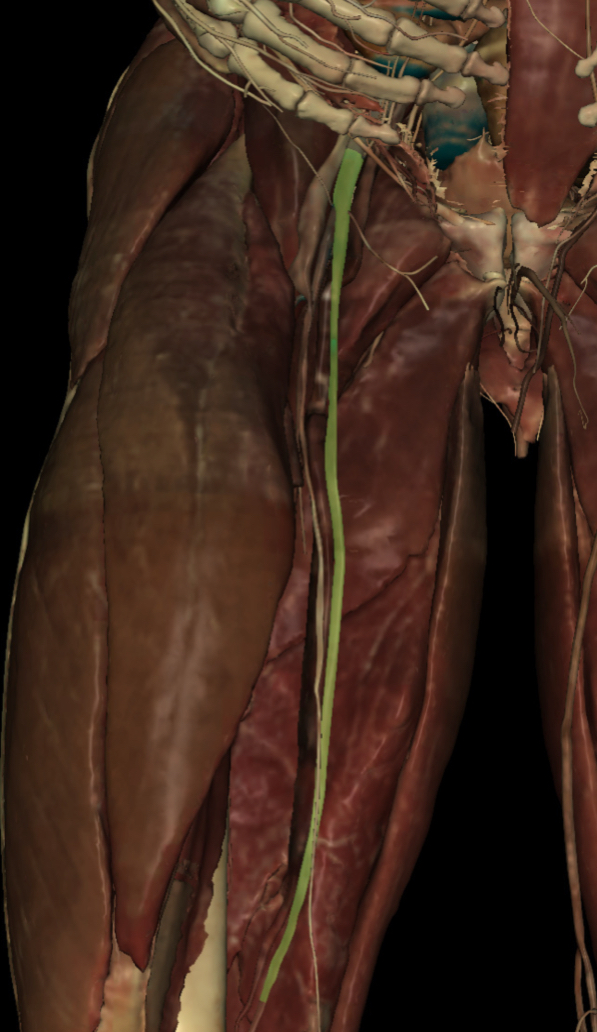 <p>Identify the Structure</p>