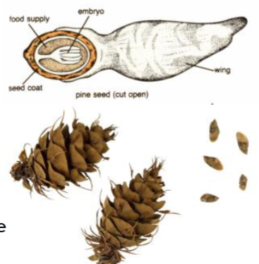 <ul><li><p><span style="font-family: Arial, sans-serif">Shed in autumn, one year after fertilization</span></p></li><li><p><span style="font-family: Arial, sans-serif">Hold some food reserves (female gametophyte tissue)</span></p></li><li><p><span style="font-family: Arial, sans-serif">Competitive edge for seedlings</span></p></li></ul>