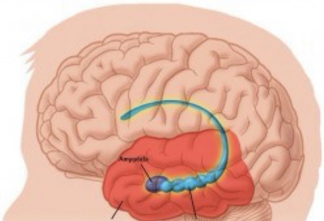 <ul><li><p>Small region in the <strong>medial temporal lobe</strong> of the <strong>cerebral cortex</strong></p></li><li><p>Belongs to the <mark data-color="yellow" style="background-color: yellow; color: inherit;">limbic system</mark></p></li><li><p><u>Function:</u> involved in the <mark data-color="green" style="background-color: green; color: inherit;">consolidation of information from short-term memory to long-term memory</mark> and <mark data-color="green" style="background-color: green; color: inherit;">spatial navigation</mark> </p></li></ul><p></p>