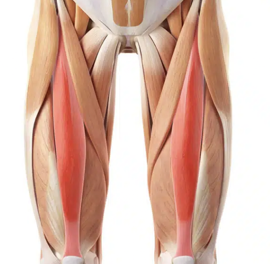 <p>straight muscle in the front of the thigh, part of the quads group </p>