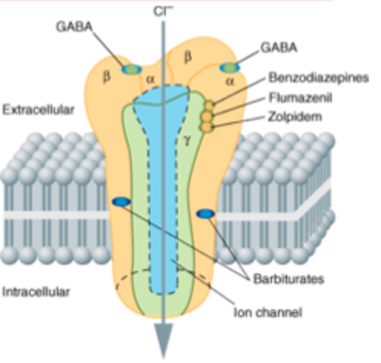 <p>It is a pentameric receptor. Has 2 alpha subunits, 2 beta subunits and a gamma subunit.</p>
