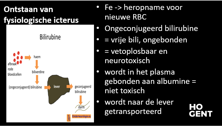 <p>Pasgeborenen kunnen geel zien door fysiologische icterus, dit is niet door een probleem met de lever (zoals bij icterus) maar door de onrijpheid van de lever. Ongeveer de helft van de pasgeborenen heeft fysiologische icterus, hoe jonger de baby is hoe geler deze “normaal” mag zijn.</p><p>Bij de geboorte hebben baby’s een overschot aan rode bloedcellen, die worden in de eerste week na de geboorte afgebroken door het lichaam. Normaal gezien wordt dit daarna via de lever opgeruimd en uitgescheiden via de urine of ontlasting. Het probleem hier is echter dat er een grote aanvoer is van afvalproduct en de lever nog niet optimaal werkt omdat deze nog niet volledig rijp is. Hierdoor vertraagd de afbraak en kan er een tijdelijke opstapeling zijn van bilirubine. </p>