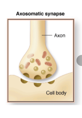 axon to cell body

\
NOT common in the CNS