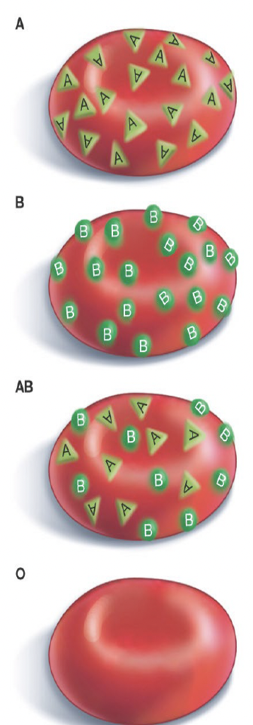 <p class="p1"></p><p class="p1"></p><ul><li><p class="p2">Blood group A – glycoprotein A</p></li><li><p class="p2">Blood group B – glycoprotein B</p></li><li><p class="p2">Blood group AB – glycoproteins A & B</p></li><li><p class="p2">Blood group O – no glycoprotein<span> </span></p></li></ul><p class="p3"></p>