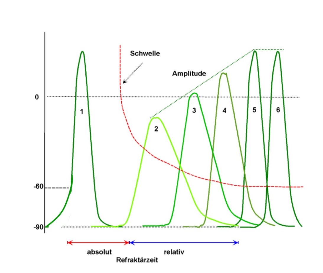 <p>Absolute: kein Aktionspotential</p><p>Relative: posso produrre un Potential con una amplitudine minore (picchi 2 e 3). Questi potenziali si sommano tra loro, quindi l’ amplitudine aumenta (picchi 4,5,6)</p>