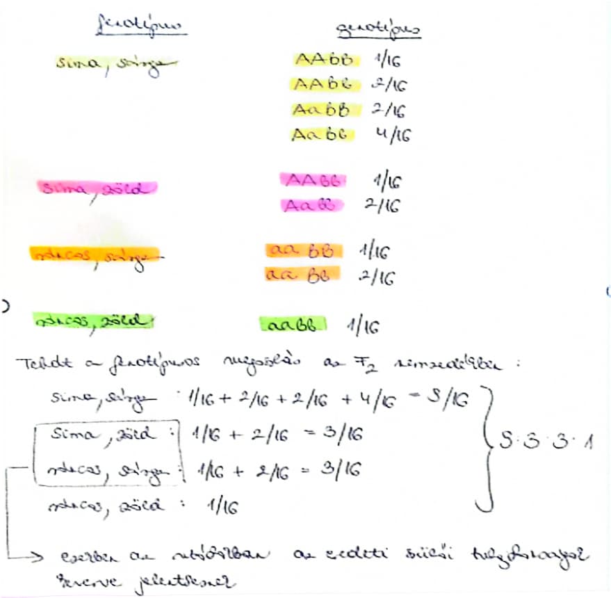 <p><span style="background-color: rgba(0, 0, 0, 0); line-height: 18.3458px;"><strong><span>Független öröklődés törvénye</span></strong></span><br><span style="line-height: 18.3458px;"><strong><span>Több tulajdonságot egyszerre nézve azok egymástól függetlenül öröklődnek és az F</span><sub><span>2</span></sub><span> nemzedékben az eredeti szülői fenotípusoktól eltérő kombinációban is megjelennek.</span></strong></span><br><br>A<span style="line-height: 18.3458px;"><span>mikor két tulajdonság öröklődését vizsgáljuk egyszerre. </span></span></p><p class="Paragraph SCXW229627177 BCX0" style="text-align: left;"><span style="line-height: 18.3458px;"><span>Vizsgált tulajdonságok: </span></span></p><p class="Paragraph SCXW229627177 BCX0" style="text-align: left;"><span style="line-height: 18.3458px;"><span>-magvak felszíne (sima vagy ráncos)</span></span></p><p class="Paragraph SCXW229627177 BCX0" style="text-align: left;"><span style="line-height: 18.3458px;"><span>-sziklevelek színe (sárga vagy zöld)</span></span></p><p class="Paragraph SCXW229627177 BCX0" style="text-align: left;"><span style="background-color: rgba(0, 0, 0, 0); line-height: 18.3458px;"><span>Az uniformitás törvénye érvényesült.</span></span></p>