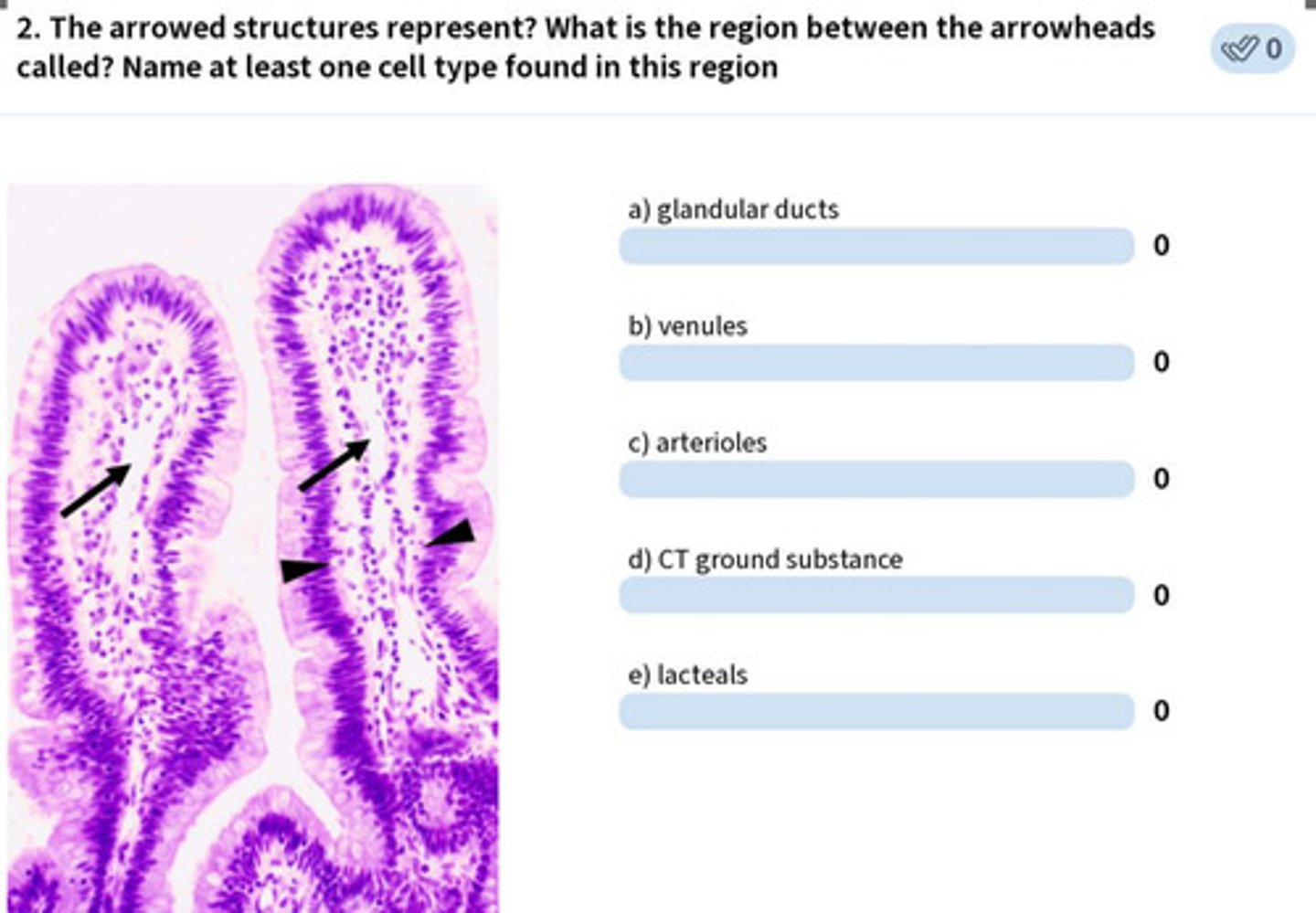 <p>arrow: lacteals</p><p>arrowhead: lamina propria</p><p>fibroblasts, blood, connective tissue, etc.</p>