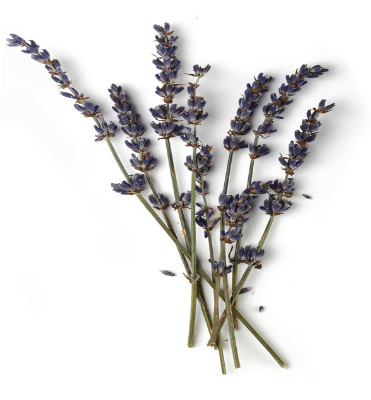 <ul><li><p><strong>Lavender oil</strong> relaxes the nervous system</p></li><li><p><strong>Fair trade organic cocoa butter</strong> melts slowly</p></li><li><p><span><strong><span>Mineral-rich sea salt </span></strong><span>softens the skin</span></span></p></li></ul><p></p>