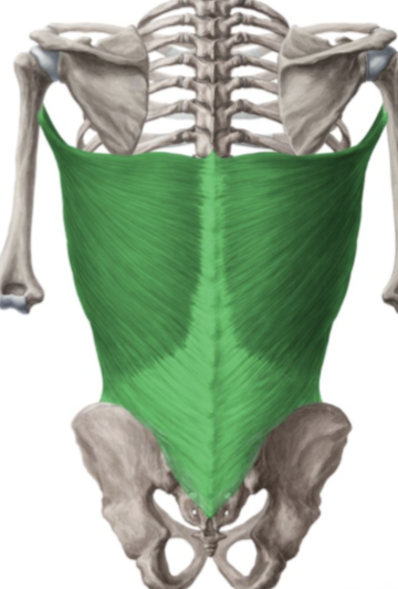 <ul><li><p>Proximal:</p><ul><li><p>Spinous processes of T7–T12</p></li><li><p>Thoracolumbar fascia</p></li><li><p>Iliac crest</p></li><li><p>Inferior 3–4 ribs</p></li></ul></li><li><p>Distal:</p><ul><li><p>Floor of the intertubercular groove of humerus</p></li></ul></li><li><p>Action:</p><ul><li><p>Extension, adduction, and medial rotation of the humerus</p></li><li><p>Assists in movements such as climbing or swimming</p></li></ul></li><li><p>Innervation:</p><ul><li><p>Thoracodorsal nerve (C6–C8)</p></li></ul></li></ul><p></p>