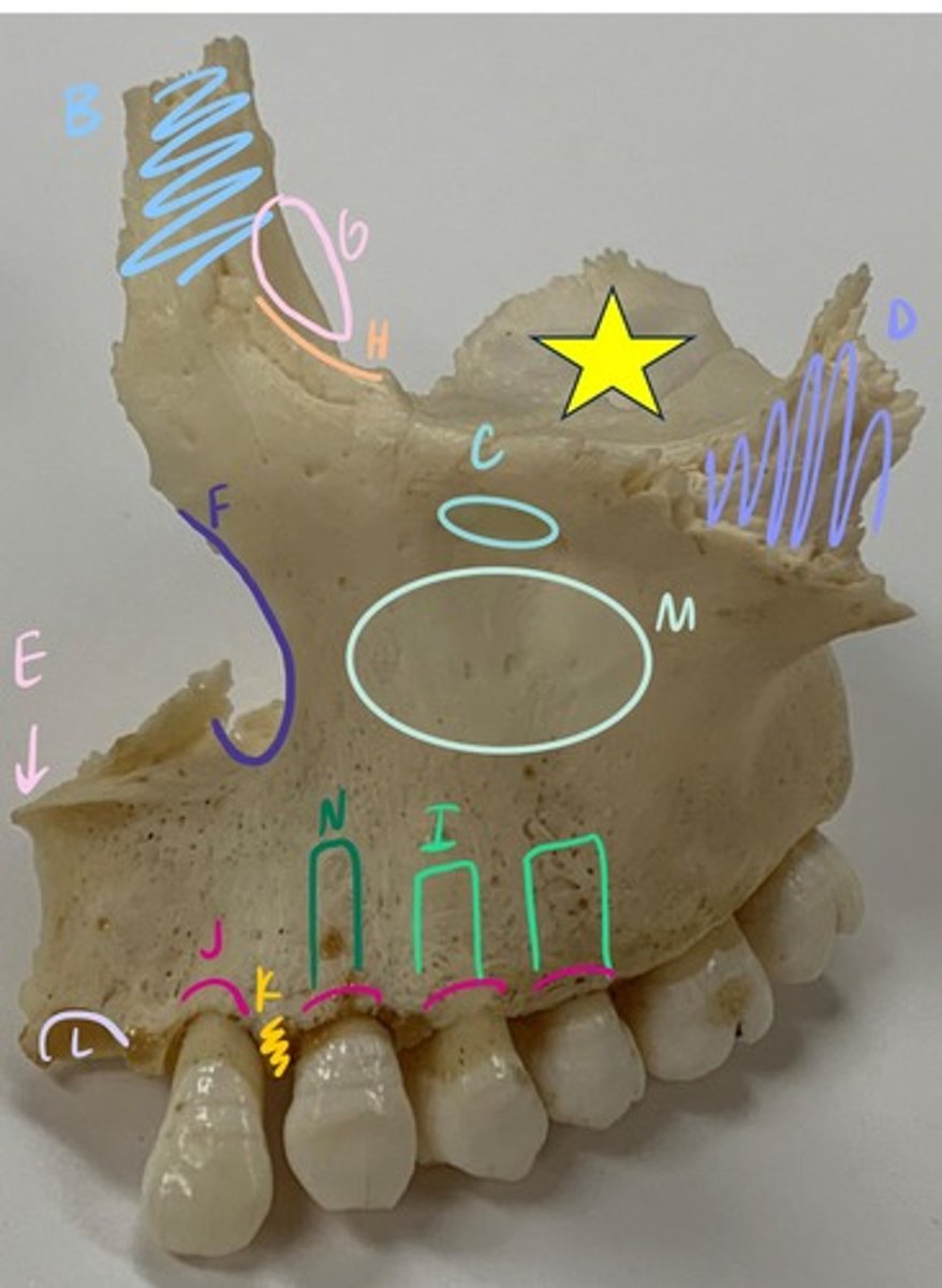 <p>K</p>