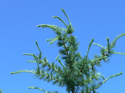 <p>(Larix laricina)</p>