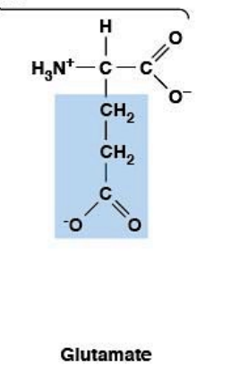 <ul><li><p><strong>Polar, charged, HYDROPHILIC</strong></p></li><li><p><strong>Negatively charged (acidic)</strong></p></li><li><p><strong>R-group:</strong> longer carboxylate (–CH₂–CH₂–COO⁻)</p></li><li><p>Major <strong>excitatory neurotransmitter</strong></p></li></ul><p></p>