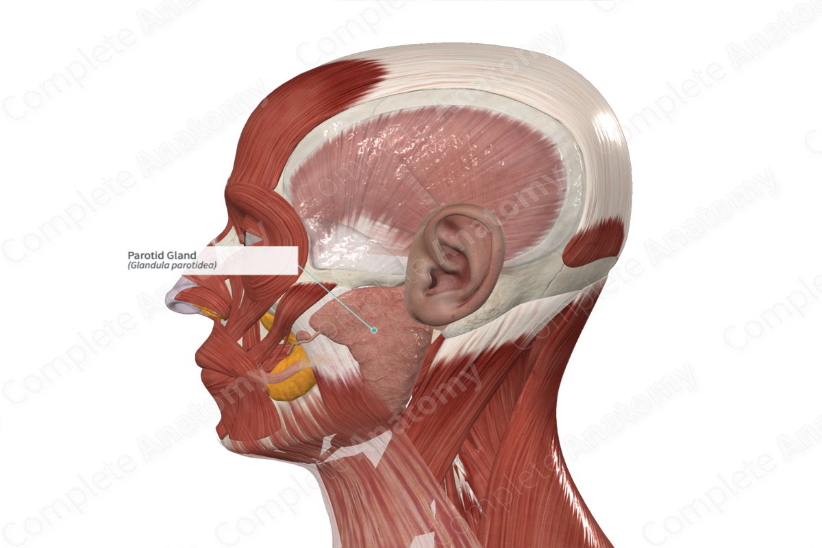 <p><strong>_____ Gland</strong></p><p>• Largest of the paired salivary glands.</p><p>• Located anterior and inferior to the ear</p><p><strong>• Parotid _____ </strong>- extends from the gland to the oral cavity penetrating the buccinator muscle to allow saliva to enter the mouth</p><p>• <em>Preganglionic</em> parasympathetic fibers are carried by the _____ nerve</p><p>– Synapse of the preganglionic to postganglionic nerve fibers occurs in the otic ganglion.</p><p>– _____ nerve carries postganglionic nerve fibers to the parotid gland</p>