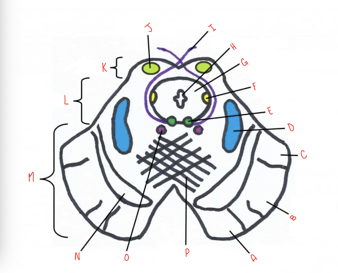 <p>What structure of the sliced inferior colliculus section of the midbrain is labeled I?</p>