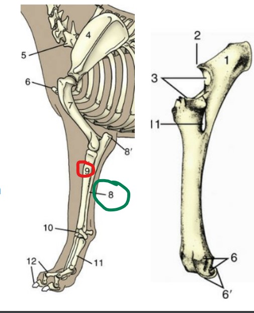 * Extends from the humerus to the carpus. 
* In some species the radius and ulna are separate bones and in some species these two bones have fused into one bone. (
* The radius is the **larger** of the two bones and has a head at its proximal end – this is where it articulates with the humerus

*Ulna green 8, Raidus red 9*