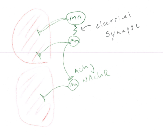 <p>Electrically and chemically coupled. They are coordinate and spreads contraction of muscles.</p>