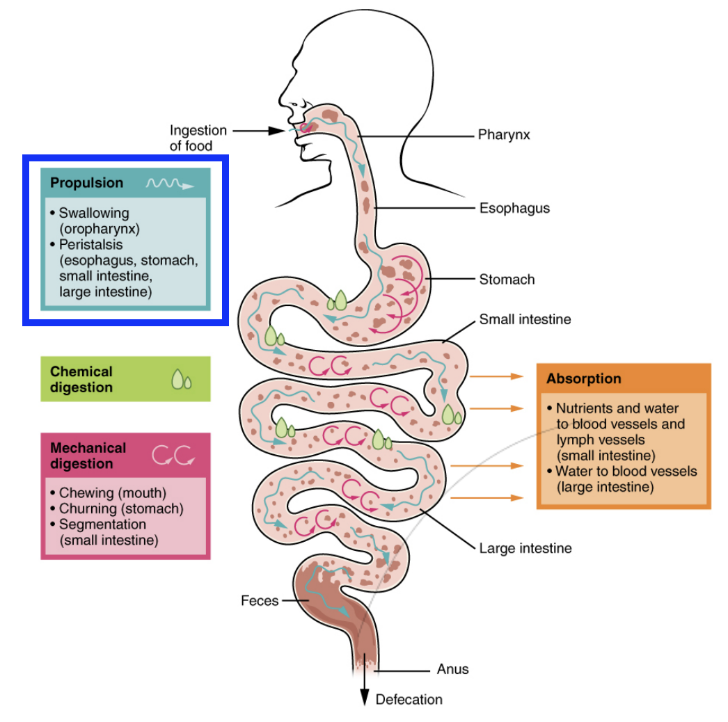 <p><strong>Voluntary</strong> propulsion of food (swallowing/deglutition) and <strong>involuntary</strong> peristalsis.</p><ul><li><p>Peristalsis occurs through the entire GI track past the pharynx</p></li><li><p>Sequential contraction and relaxation of smooth muscles lining the GI track to propel food/bolus/chyme/stool</p></li></ul><p></p>