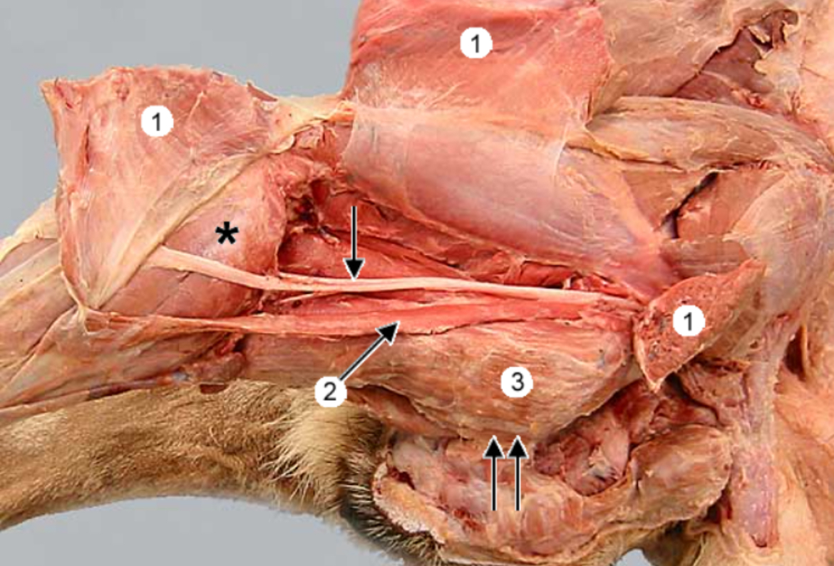 <p>Semitendinosus m. #3</p>