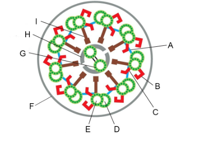 <p>Structure<span> </span>with<span> </span>which<span> </span>dynein<span> </span>motor<span> </span>proteins<span> </span>interact<span> </span>cyclically when they generate force</p>