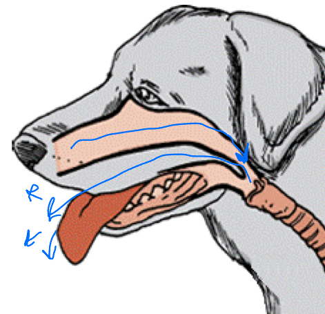 <ul><li><p>They are moved towards the trachea</p><ul><li><p>There they will be coughed out or swallowed</p></li></ul></li></ul><p></p>