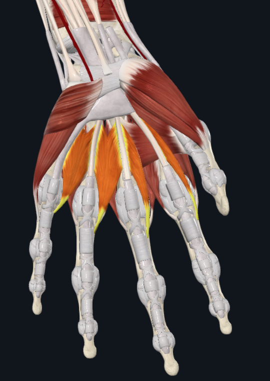 <p>What muscles are these</p>