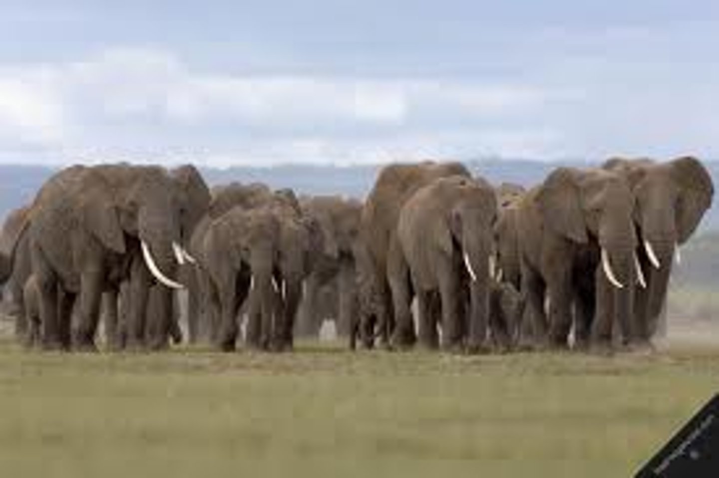 <p>group of individuals of the same species that live in the same area</p>