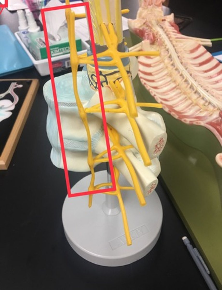 <p>(More than one ___________ ganglion)</p>