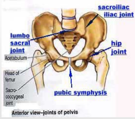 <p><strong>Pelvis Bones and Joints</strong></p><p>Bones</p><p>-Right and left _____ bones</p><p>-Sacrum</p><p>-_________</p><p></p><p>Joints</p><p>-Lumbosacral (LS) joint → sacrum and __</p><p>-Sacroiliac (SI) joints → pelvic bones and _______ (posterior)</p><p>-Pubic symphysis → right and left _______ bones (anterior)</p>