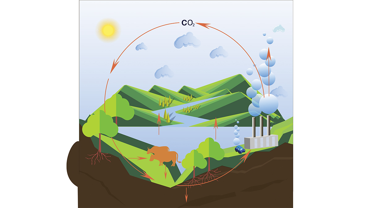 <p>Carbon Cycle</p>