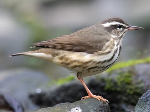 <p><span>Louisiana waterthrush</span></p>