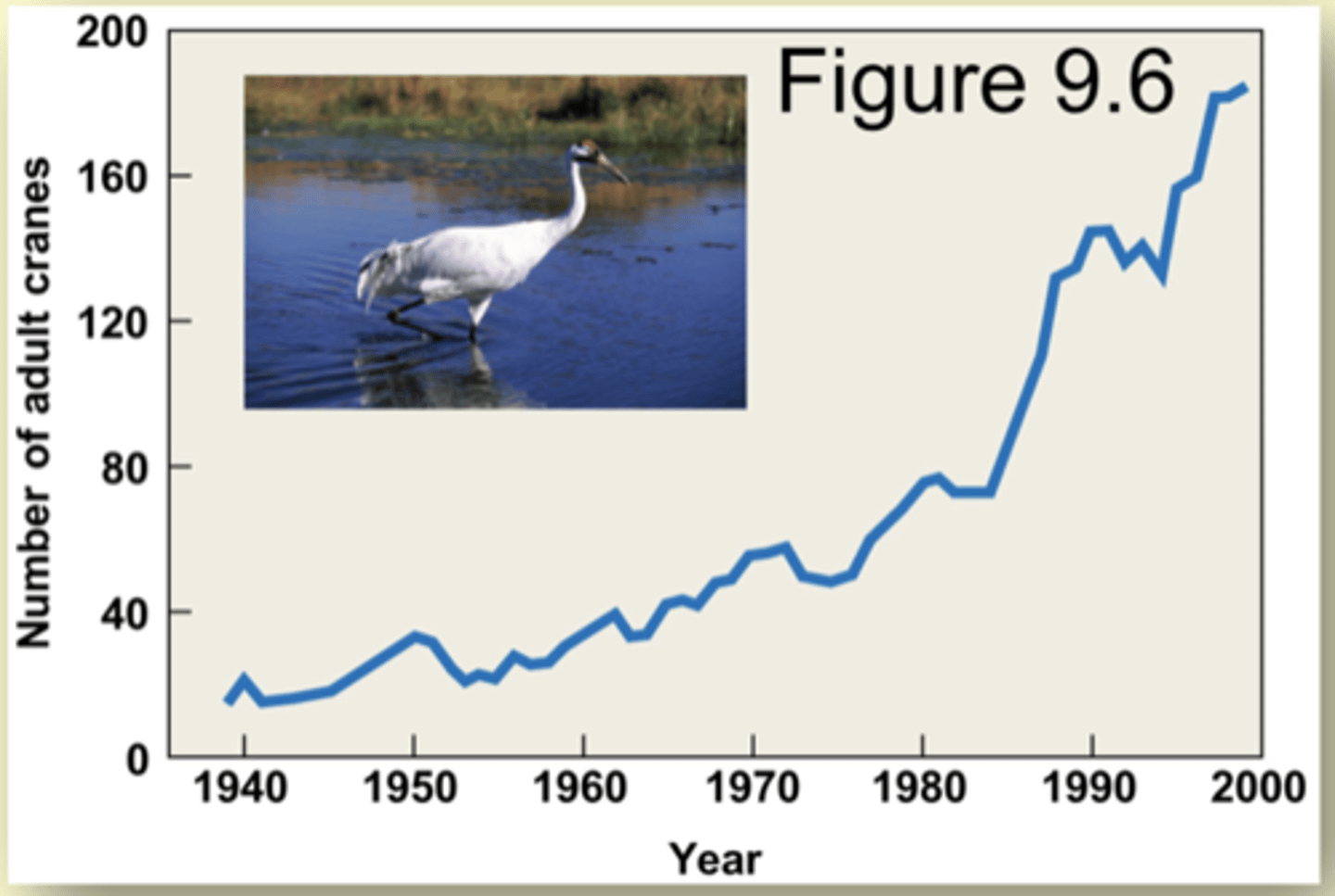<p>- When Europeans settled in North America, the whooping crane population was estimated to be more than 10,000.</p><p>- By 1938 only 15 members of the species remained, and the species was declared endangered in 1967.</p><p>--------------------</p><p>Through conservation efforts, the population in 2000 was more than 300 individuals and showed exponential population growth.</p>