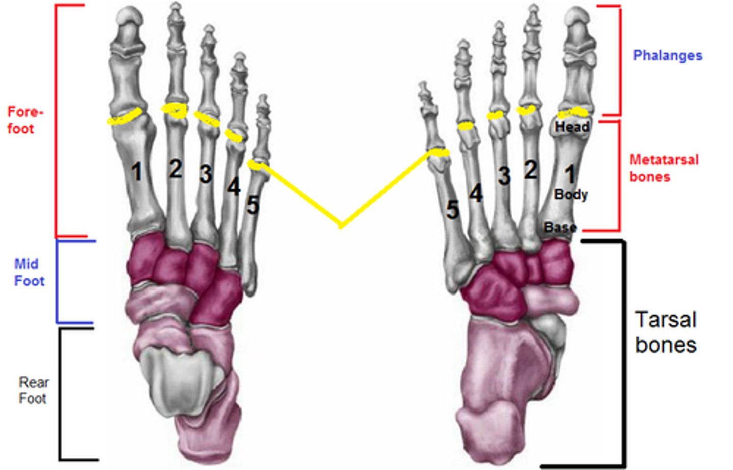 <p>The joints between the tarsals and metatarsals</p>
