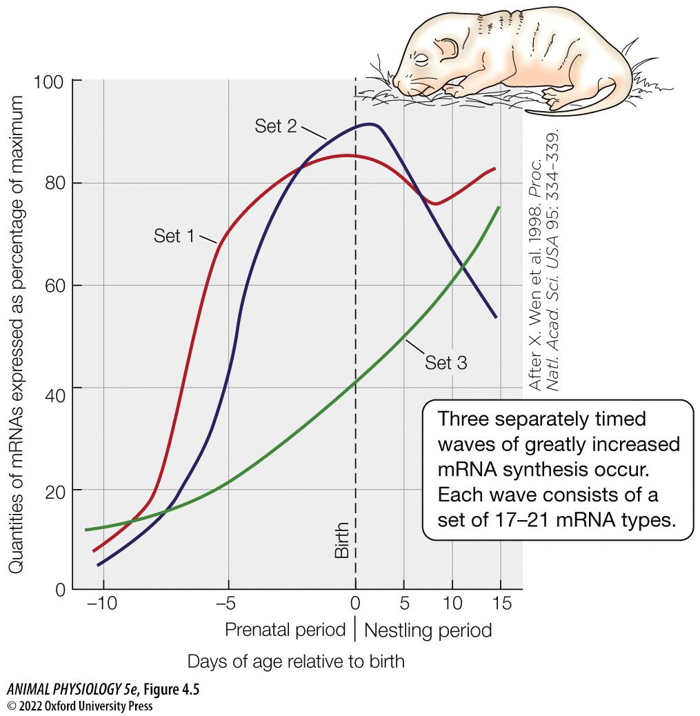 <p>This graph shows quantities of three sets of mRNAs in the developing spinal cord of baby rats.</p><p>What type of omics is this an example of?</p>
