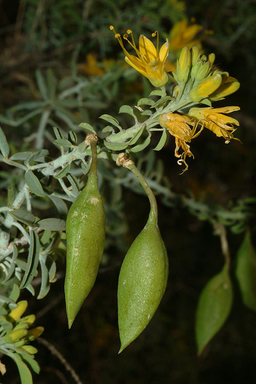 <p>Bladderpod</p>