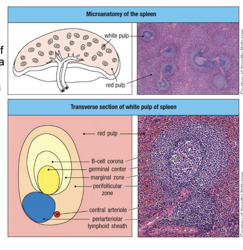 <p><span>Location where (what happens in the spleen): </span><br><span>-immune responses are mounted against antigens in the blood</span><br><span>-old/defective red blood cells are phagocytosed and recycled</span></p><p><span>Large ovoid organ situated in upper left quadrant of the abdominal cavity; the spleen is surrounded by a capsule.</span></p><p>where blood bound pathogens get trapped</p>