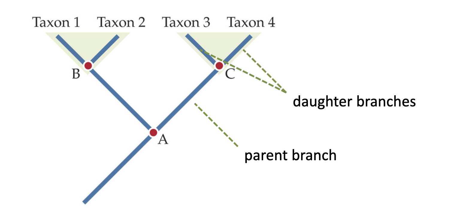 <ul><li><p>A parent branch gives rise to branches that will be descendant of them. </p></li><li><p>Hence, those immediate descendants are called the daughter branches/lineages. </p></li></ul><p></p>