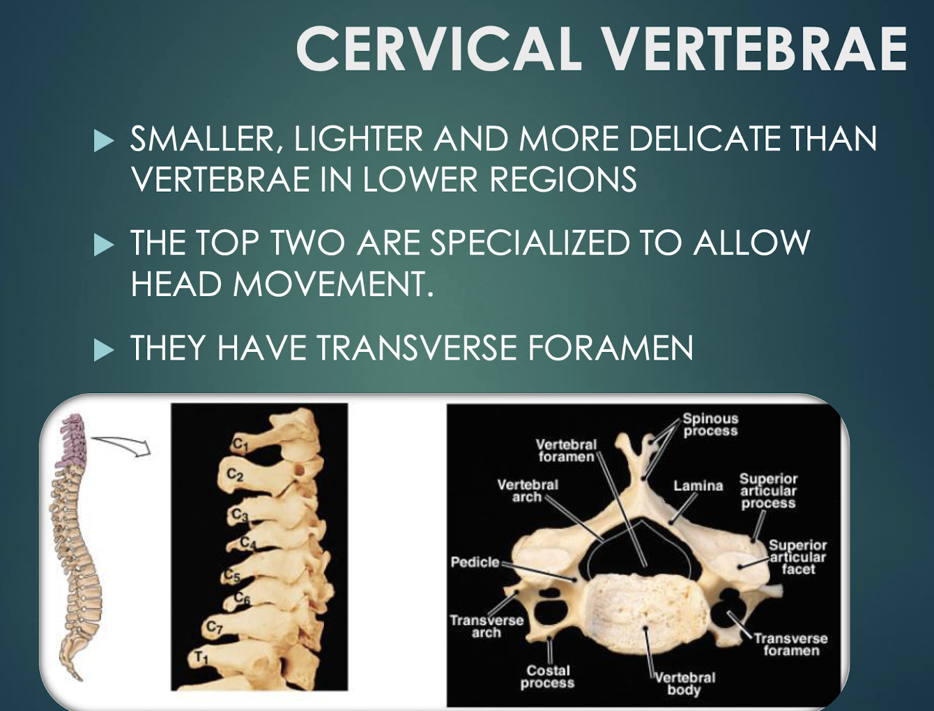 <p>Cervical Vertebrae</p>