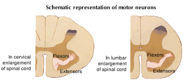<p>medial (proximal) to lateral (distal) and dorsal (flexors) to ventral (extensors)</p>