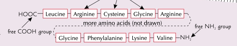 <p>sequence of amino acids in the long chain that makes up the protein</p>
