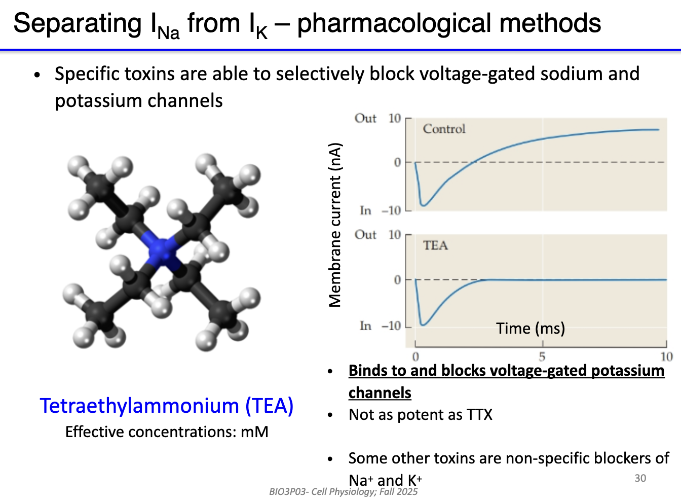 <ul><li><p><strong>TEA</strong> blocks <strong>voltage-gated K+ channels</strong> (binds on outside).</p></li><li><p>Used in <strong>mM concentrations</strong> (less potent than TTX).</p></li><li><p>Leaves Na+ current intact → isolates <strong>Na+ current</strong> recordings.</p></li><li><p>Some other toxins block both Na+ and K+ (non-specific).</p></li></ul><p></p>