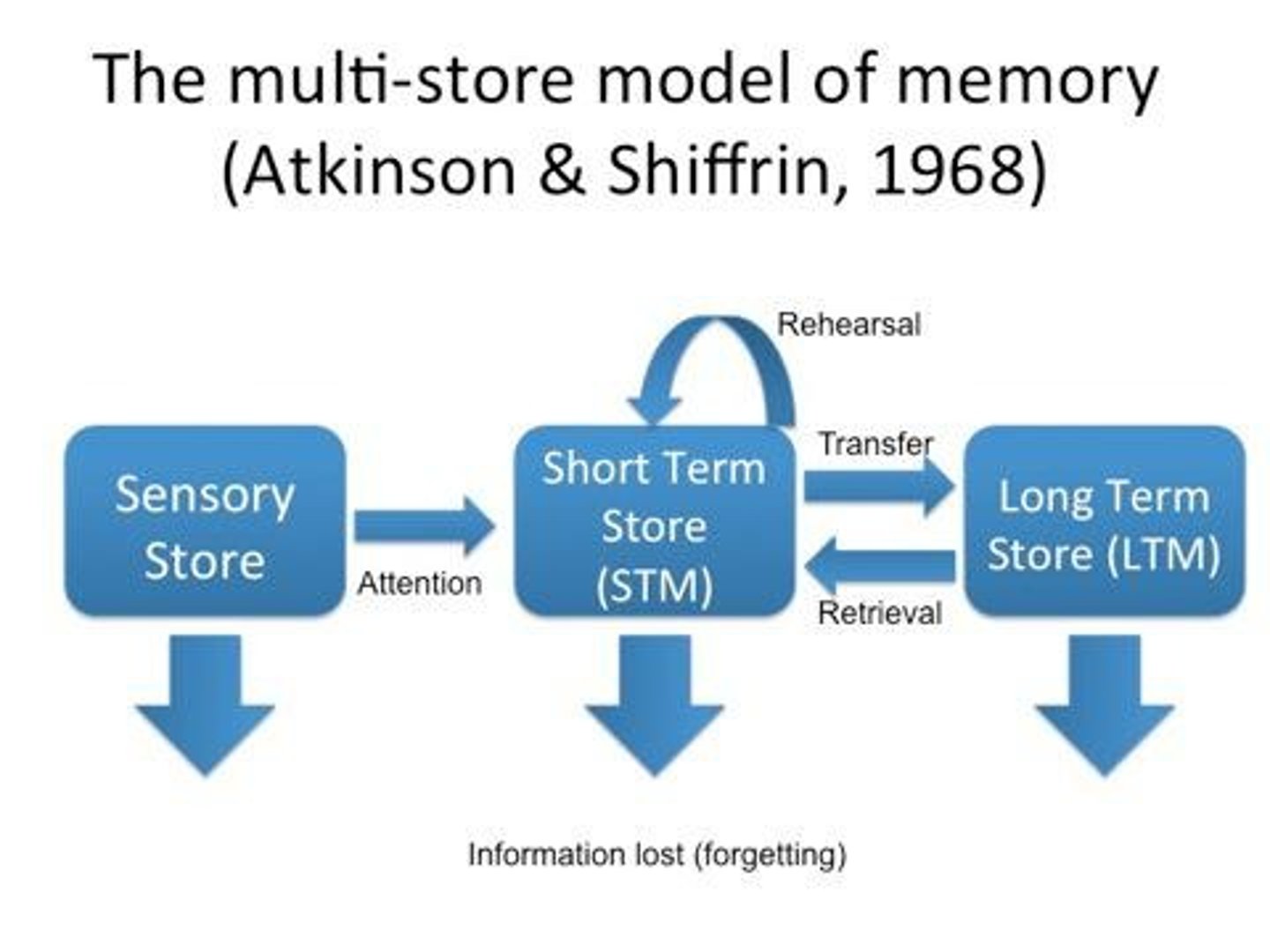 <p>Three-stage model by Atkinson and Shiffrin.</p>